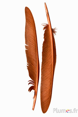 Zwaan - 35-40 cm - cognac